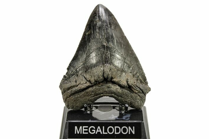 Fossil Megalodon Tooth - Sharply Serrated Blade #265025